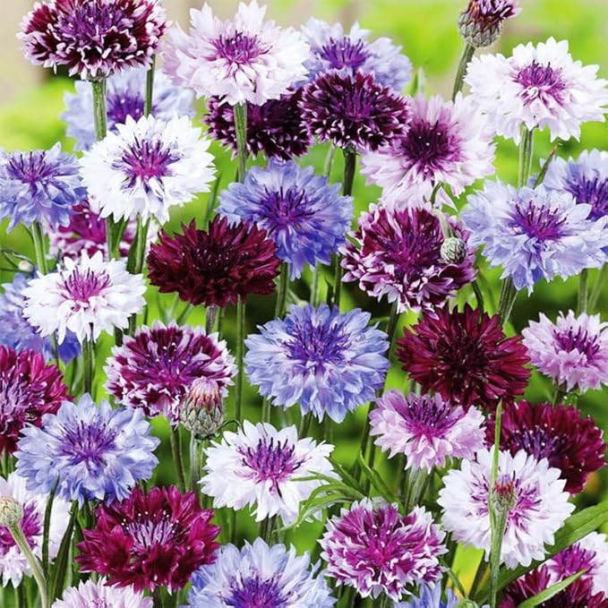 400+ Perennial Mixed Bachelor Button Flower Seeds for Planting in Home Garden-Heirloom Cornflower Chrysanthemum Mixed Seeds -Non-GMO Plant Seeds