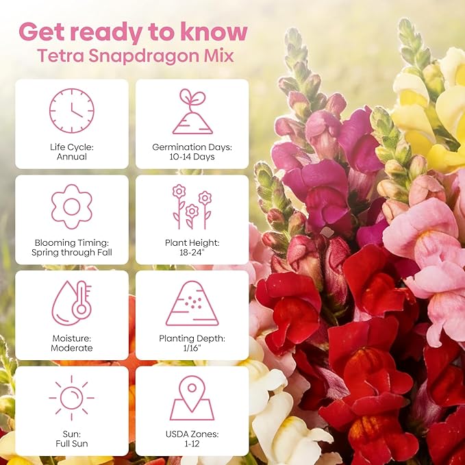 1500+ Tetra Mix Snapdragon Seeds for USDA 1-12 Planting, 18-24’’ Tall Snap Dragon Mix, Annual Flower Garden Seeds, Ideal for Garden, Containers