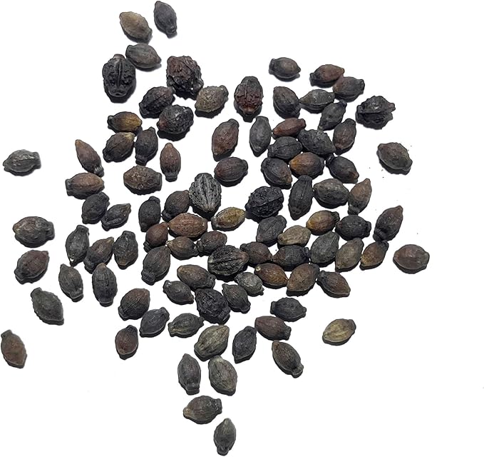 Seed Needs Four O Clock Seeds for Planting Mixed Flowers - Heirloom & Open Pollinated Annual Wildflowers to Attract Butterflies to a Butterfly Garden (2 Packs)