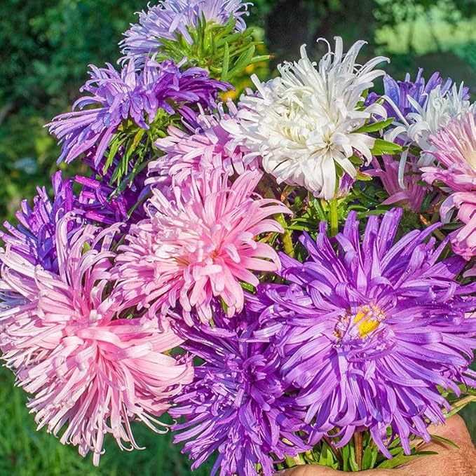 200+ Annual Double Aster Flower Seeds for Planting Outdoor-Attracts Bees&Butterflies Non-GMO Heirloom