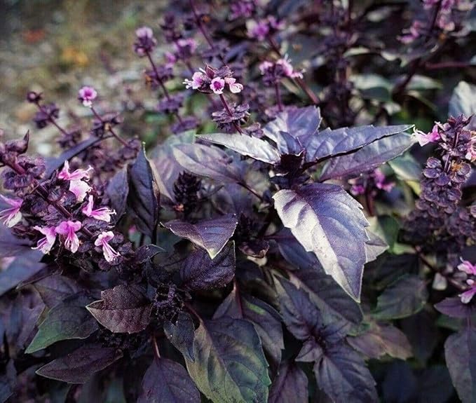 500+ Pcs Large Basil Seed Collection for Planting -Sweet, Opal, Thai, and Giant Leaf Basil - Non-GMO Heirloom Grow Indoors or Outdoor (Dark Opal Basil)