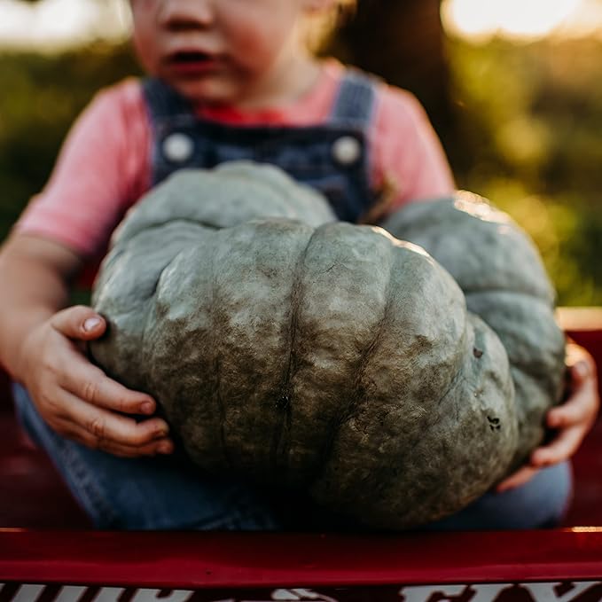 Triamble (Shamrock) Blue Pumpkin Squash - 25 Seeds - Rare Heirloom Open-Pollinated Variety, Easy-to-Grow, Non-GMO Vegetable Seeds for Planting Outdoors in The Home Garden, Thresh Seed Company