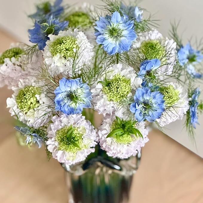 Pincushion Flower Seed for Planting, 300+ Scabiosa Seeds, Perennial Flower Plants, Non-GMO Heirloom Scabiosa Seed for Home Garden
