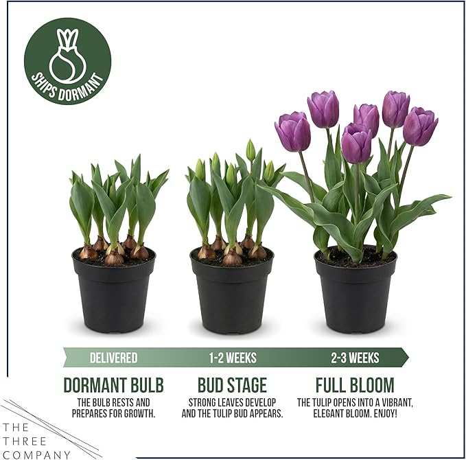 Live Flowering Tulip (4 Per Pack) - Purple, Beautiful Spring Bulbs, Ships Dormant in 1 Pint Pot, Blooms in 2-3 Weeks