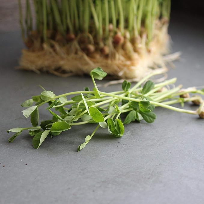 Dun Pea Seeds – 5 LB Bulk – Non-GMO, High-Germination for Microgreens, Pea Shoots, Cover Crop, & Gardening – Sweet & Crisp Sprouts, Protein-Rich Fodder, Fast-Growing Green Manure, Soil Enrichment