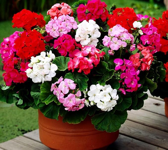 Perennial Bloom Flower Seeds Heirloom Non-GMO Geranium Mix 10+ Seeds Flowers Planting for Outdoor Indoor Potted Plants
