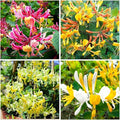 200+ Honeysuckle Flower Seeds for Planting Outdoor-Heirloom Non-GMO Honeysuckle Fragrant Flower Seeds