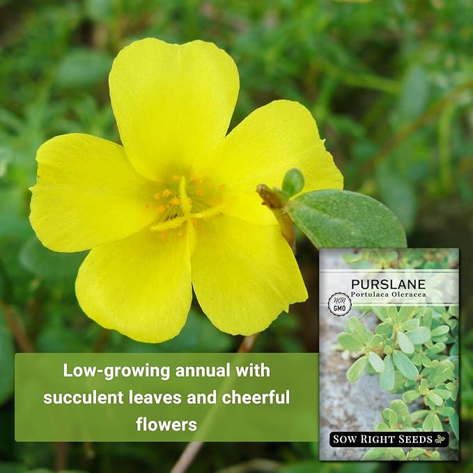 Sow Right Seeds - Purslane Seeds for Planting - Non-GMO Heirloom Packet with Instructions to Grow an Outdoor or Indoor Vegetable Garden - Rare Edible & Culinary Variety - Medicinal Benefits & Uses (4)