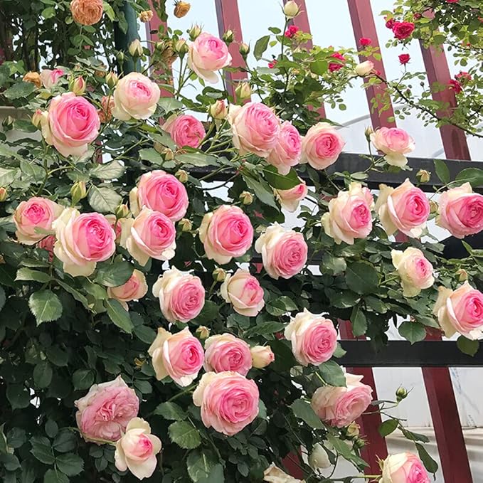 MOCCUROD 100pcs Pink Climbing Rose Vine Seeds - Amazing Growth and Beautiful Roses