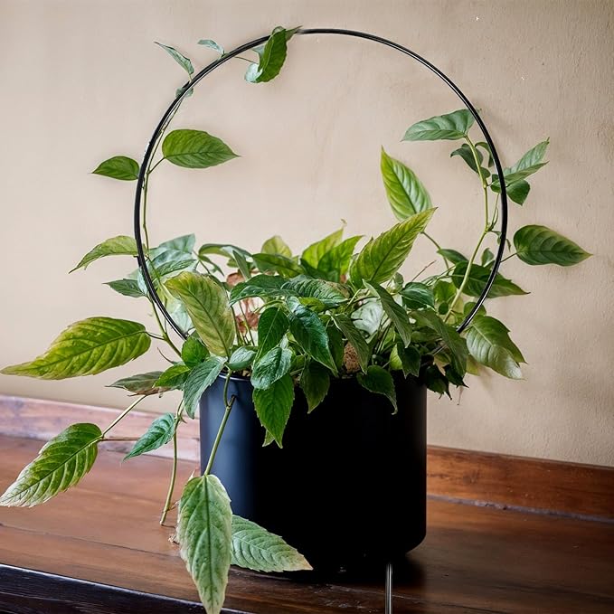 10 Pcs Small Trellis for Climbing Plants, Indoor Outdoor Plant Trellis, Circle Trelli Plant Supports for Potted Plants Vines Hoya Flower Topiary Frames