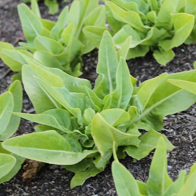 Deer Tongue - Amish Leaf Lettuce Seeds - 1 Lb ~400000 Seeds - Non-GMO, Heirloom - Vegetable Garden - Lactuca Sativa