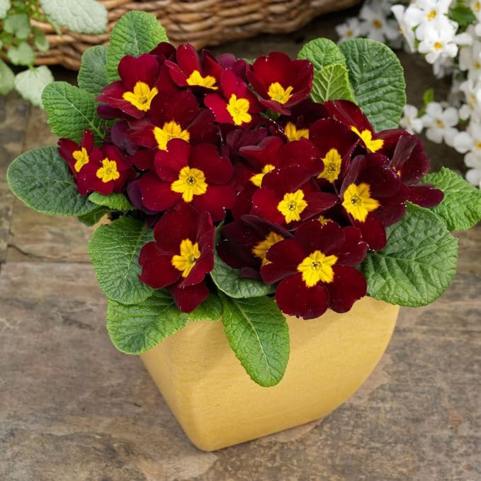 Outsidepride Danessa Burgundy Common Primrose Seeds - 50 Pcs Annual, Hardy, Easy to Grow & Low Maintenance Flower Seeds for Planting Vibrant Soft Blooms, for Containers, Borders & Erosion Control
