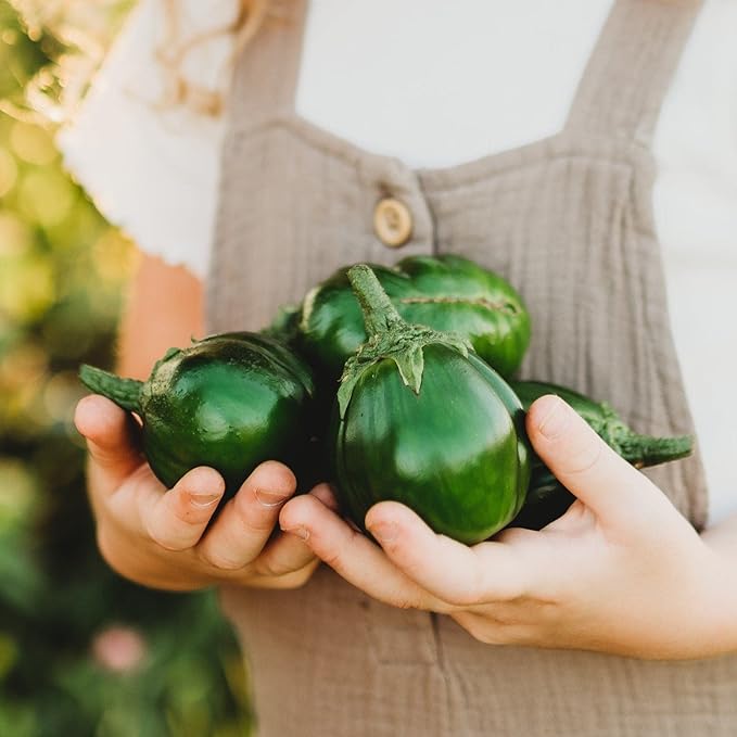 Jilo Morro Redondo Eggplant - 25 Seeds - Brazilian Heirloom Green Eggplant, Non-GMO Eggplant Seeds for Planting in The Home Garden, Thresh Seed Company