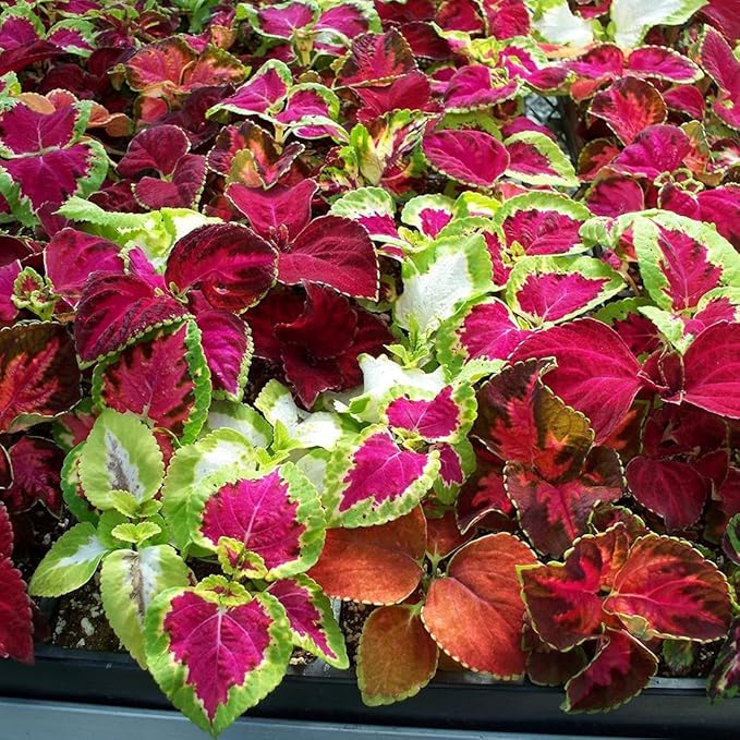 100 Coleus Rainbow Seeds Mix Dwarf Coloured Flowers to Plant & Grow Bush Plants Garden Flower Seeds