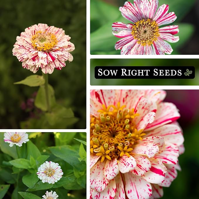 Sow Right Seeds - Peppermint Stick Zinnia Seeds for Planting - Non-GMO Heirloom Packet to Plant & Grow an Outdoor Home Flower Garden - Beautiful, Giant Double Blooms to Cut and Come Again - Annual (2)