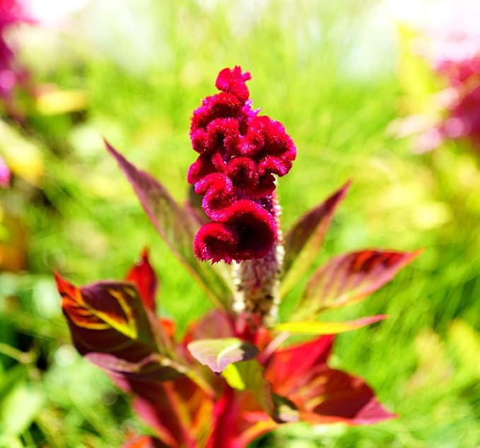 Celosia Cristata Seeds for Planting - 200 Celosia Cristata Seeds Multicolor Flower Seeds for Outdoor Home Garden Flower Seeds Gardening Supplies