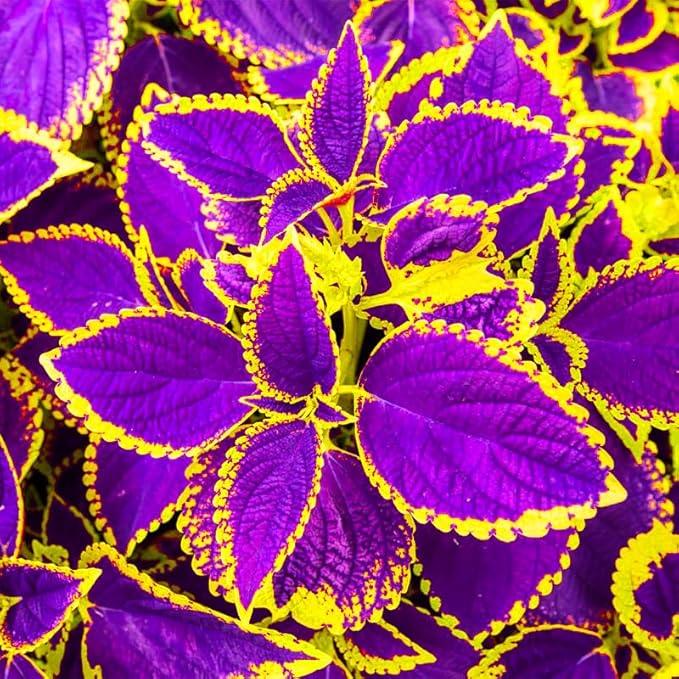150+ Mix Rainbow Coleus Seeds for Planting - Beautiful Plant in Your Home Garden - Indoors or Outdoors - Attractive and Colorful Coleus Seeds