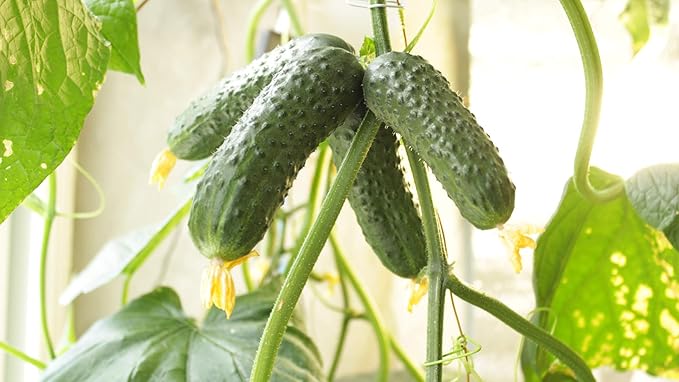 Seeds4planting - Seeds Indoor Cucumber Self-Pollinated Giant Pickling Vegetable Non GMO