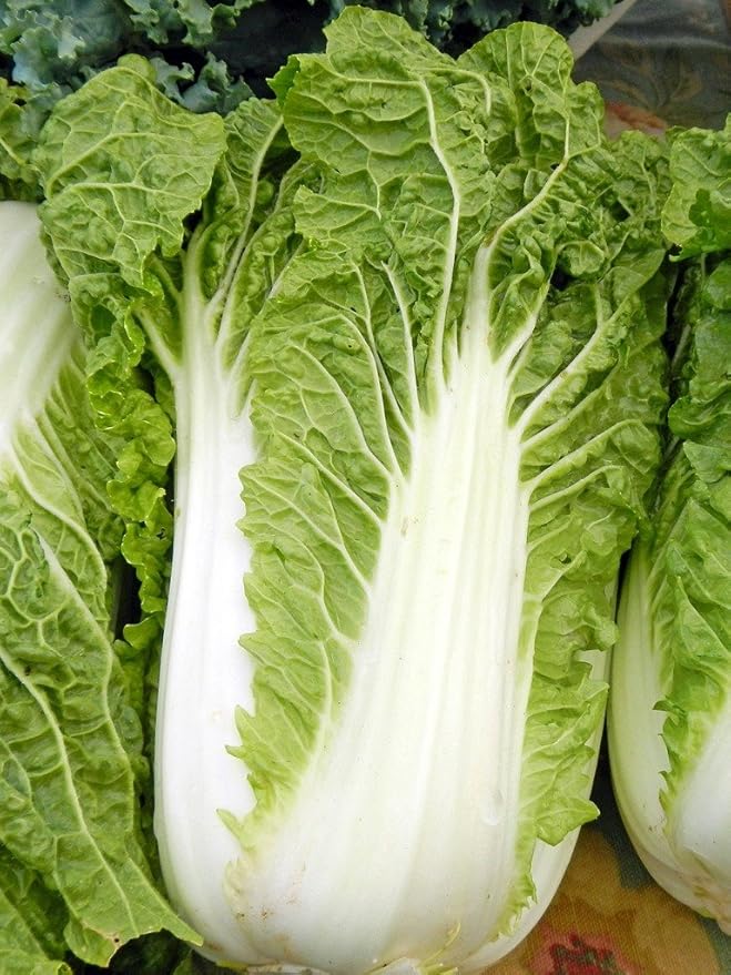 Cabbage Chinese Michihili Heirloom Vegetable by Seed Kingdom Bulk 40,000 Seeds
