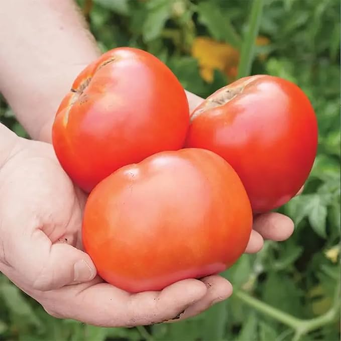 Park Seed Whopper Collection – High-Yield Tomato, Bell Pepper, Jalapeño & Cucumber Seed Set, Crisp, Flavorful & Disease-Resistant Varieties, Non-GMO, 4-Pack Vegetable Garden, Pack of 80