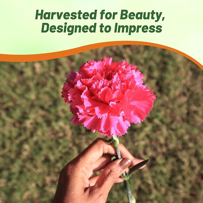 Outsidepride Rose Carnation Seeds - 1000 Pcs Biennial, Easy to Grow Flower Seeds for Planting with Fragrant Blooms, Ideal for Pollinators, Cutting Gardens, Bouquets, & Floral Arrangements