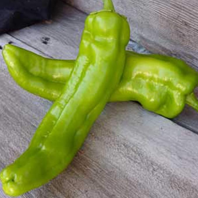 Organic Anaheim Hot Chili Pepper - 250 mg ~30 Seeds - Organic, Heirloom, Non-GMO, Open Pollinated Vegetable Gardening Seeds - AKA: New Mexico Chili or New Mexican Chili