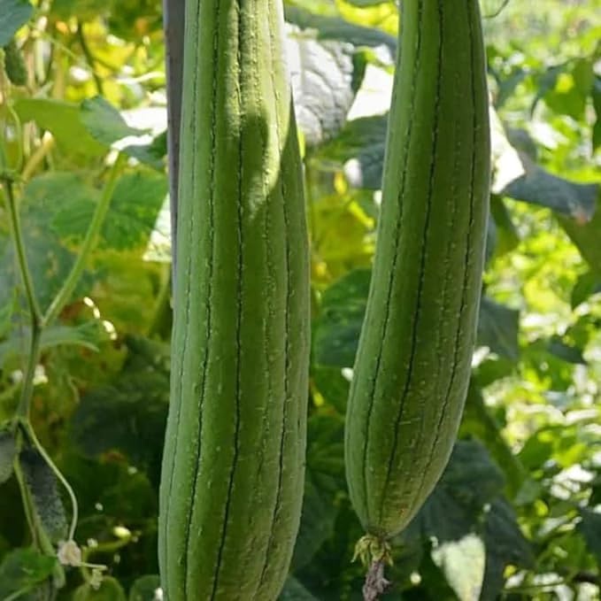 ZEshops 30 Luffa Chubby Pier Gourd Seeds – Non-GMO Heirloom Loofah Vegetable for Planting in Home Gardens, Trellises & Vertical Spaces