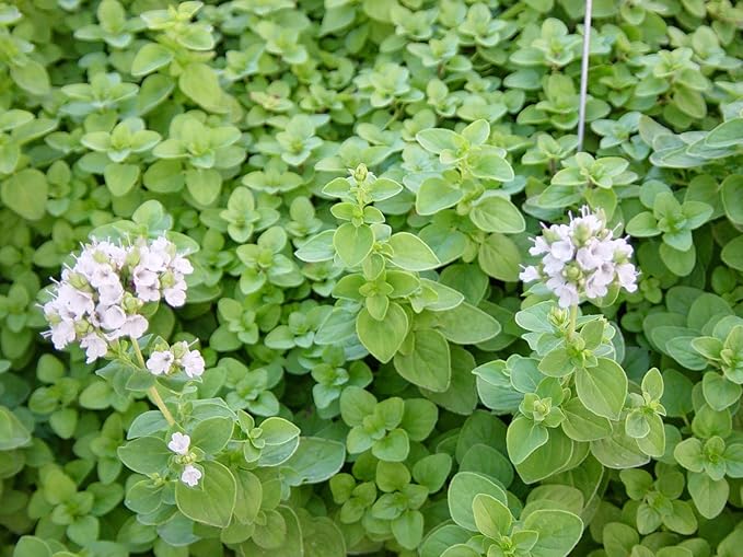 Sweet Marjoram Seeds 50 Count, COOL BEANS N SPROUTS Brand. Home Gardening.