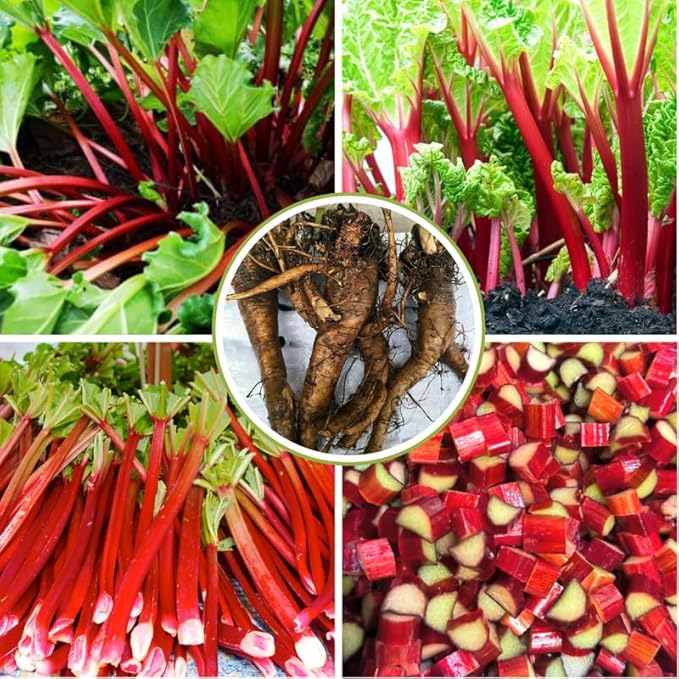 Large Victoria Rhubarb Crown, 15-20" Tall Live Rhubarb Root for Planting, Hardy Perennial Vegetable Rootstock for Outdoor Gardens