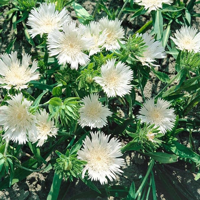 Outsidepride White Star Stokesia Seeds - 50 Pcs. Perennial, Compact, Easy to Grow & Drought Tolerant, Flower Seeds for Planting Fragrant Aster-Like White Blooms for Landscaping & Pollinator Gardens