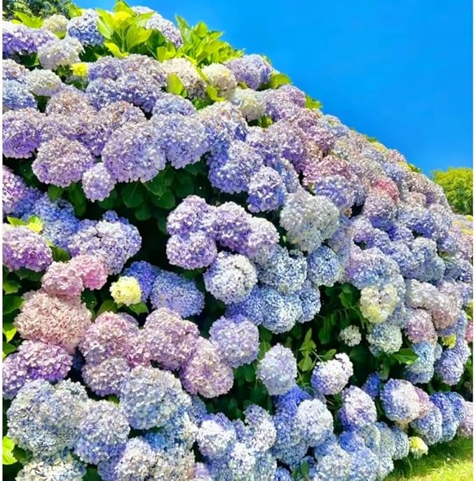 120 Mix Hydrangea Seeds Giant Snowball for Planting Flowers Bush Plants Garden Shrub Bonsai