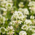 White Dutch Clover Seed - 4 Oz - Lawn, Pasture & Cover Crop Seeds by Mountain Valley Seeds…