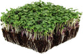 Organic Basic Salad Mix Microgreens Seeds - Non-GMO Micro Greens Seed Blend: Broccoli, Kale, Kohlrabi, Cabbage, Arugula, More (1 Lb Pouch) …