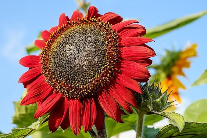 Set of Flower Seed Packets! Flower Seeds in Bulk - Great for Creating The Garden of Your Dreams! (50, Red Sun Sunflower)