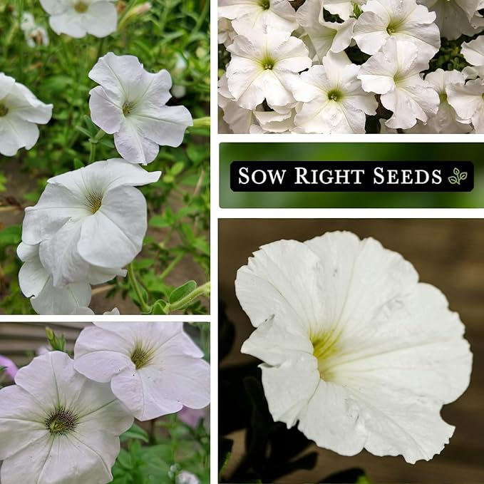 Sow Right Seeds - Snowball Petunia Seeds for Planting Outdoors - Non-GMO Heirloom Variety - Dwarf Flower - Easy to Grow White Petunias - Ideal for Flower Beds, Garden Borders, Containers (3)