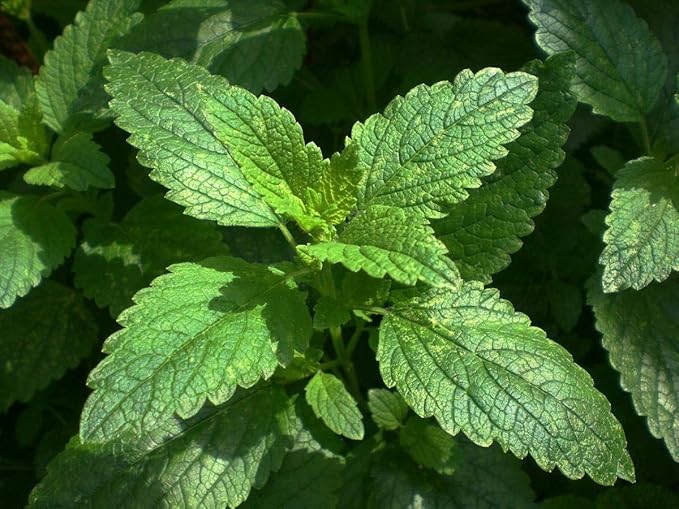 SeedsUP - 300+ Seeds Melissa Lemon Balm Mint - Herb Green