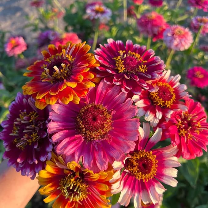Mixrug 50+ Dwarf Zinnia Seeds for Planting,Annual Pink Zinnias Seeds Non-GMO Heirloom,Cut Flower Seed Deer Resistant Pollinator Friendly for Home Outdoor Garden