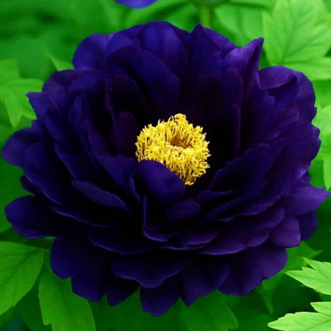 110+ Mix Color Peony Seeds, Non-GMO Heirloom Peony Seeds for Planting, Perennial Flowers with Ruffled Blooms, Attracts Butterflies Pollinators