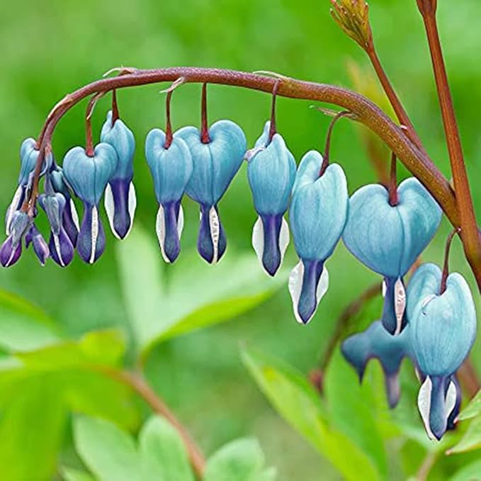 Dicentra Spectabilis Seeds for Planting - 100 Bleeding Heart Seeds Shade Flower Garden Home Outdoor Indoor