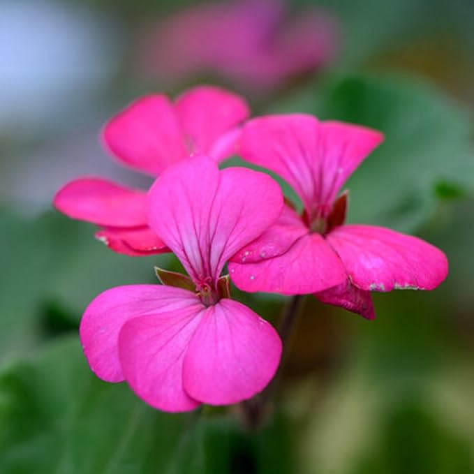 Park Seed Geranium Flowering Plant Seeds, Nano Pink Compact Variety with Full-Sized Blooms on Petite Plants, Great for Indoors or Small Spaces, Pack of 10