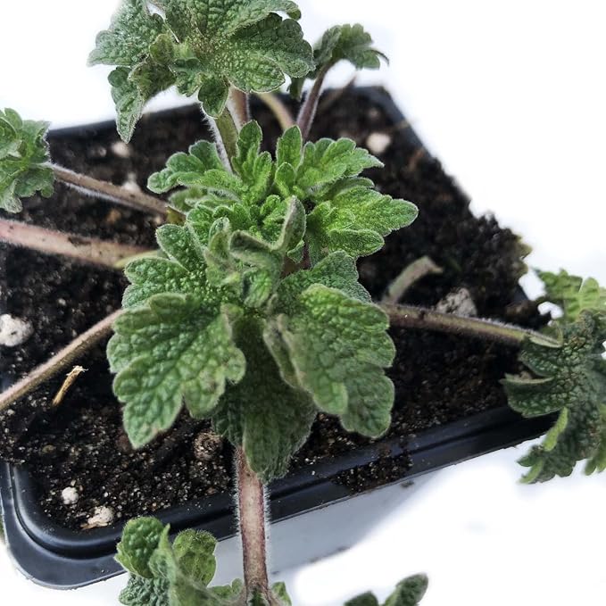 Organic Motherwort Seeds (Leonurus cardiaca) 100 Seeds (0.1 Grams)