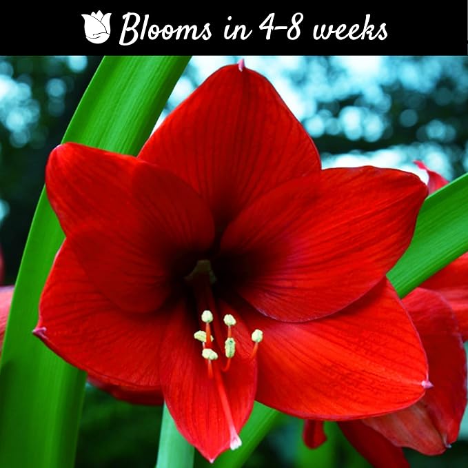Easy to Grow Amaryllis Ferrari Red - 1 Planted Flower Bulb in a Ceramic White Pot Gift, Blooms Indoors for Holidays in 4 to 8 Weeks