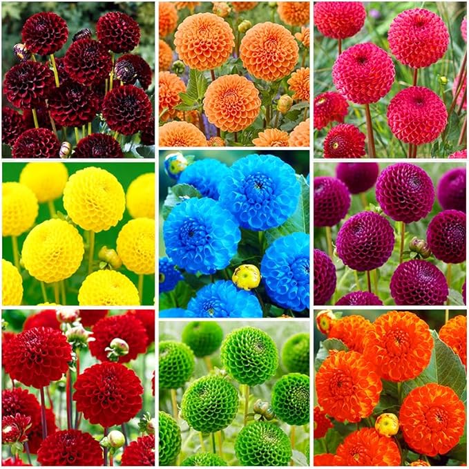 520+ Mix Dahlia Pompon Flower Seeds for Planting-Non-GMO Heirloom Plant Seeds Garden Outdoor