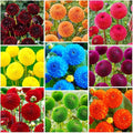 520+ Mix Dahlia Pompon Flower Seeds for Planting-Non-GMO Heirloom Plant Seeds Garden Outdoor