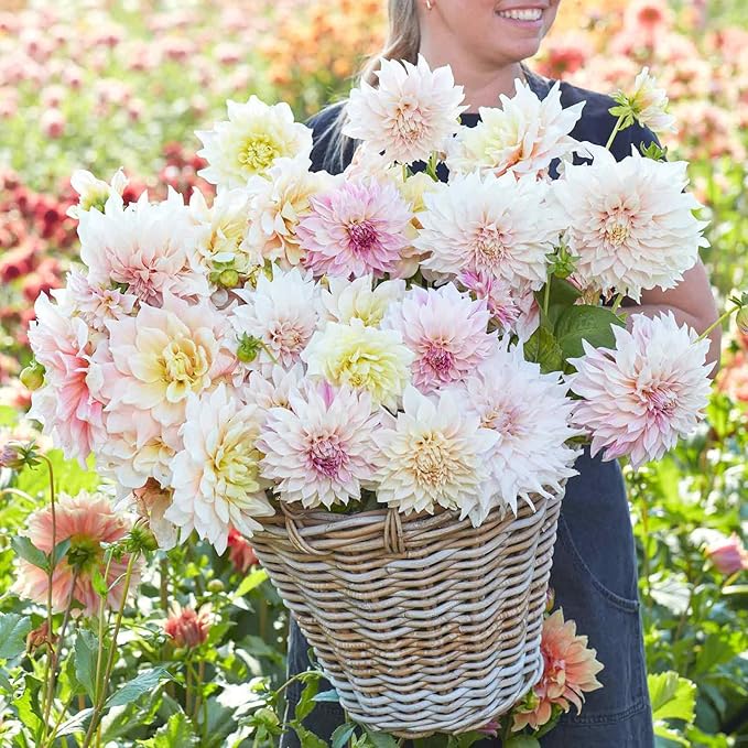 Eden Brothers Dahlia Bulbs (Dinnerplate) - Celestial Mix, Non-GMO Bulbs for Planting, 3 Bulbs | Low-Maintenance Flower Bulbs, Plant During Spring, Zones 8, 9, 10, 11