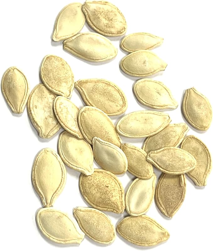 Seed Needs, Jack O' Lantern Pumpkin Seeds - 25 Heirloom Seeds for Planting Cucurbita Pepo - Non-GMO & Untreated, Great for Carving at Halloween (5 Packs)