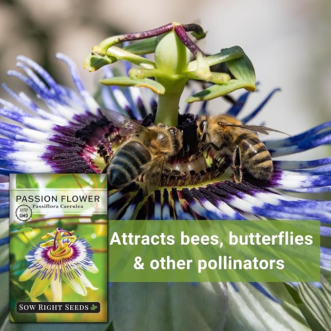 Sow Right Seeds - Passion Flower (Passiflora caerulea) Seeds for Planting - Beautiful Flowers to Plant in Your Garden - Non-GMO Heirloom Seeds - Exotic and Colorful Blooms - Attract Pollinators