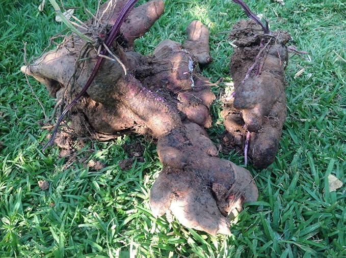 100 Pcs Dioscorea Alata Seeds, Heirloom Purple Yam Vegetable Seeds for Planting, High-Yield Tuber for Home Gardens, Farms, Backyard Growing & Sustainable Food Gardening