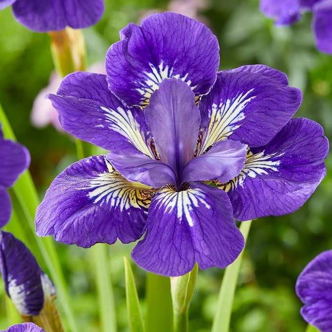 300+ Rare Iris Seeds for Planting - Mixed Iris Flower Seeds Exotic Perennial Flower Non-GMO Heirloom Garden Outdoor