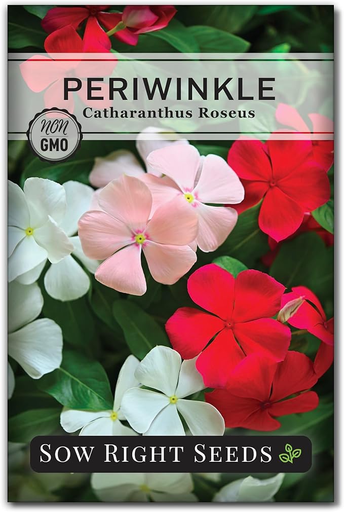Sow Right Seeds - Periwinkle (Catharanthus roseus) Flower Seeds for Planting - Non-GMO Heirloom Packet with Instructions to Plant in Your Home Garden - Colorful Favorite - Attract Pollinators (1)